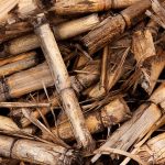 Biomass: Using Renewable Energy to Heat your Home